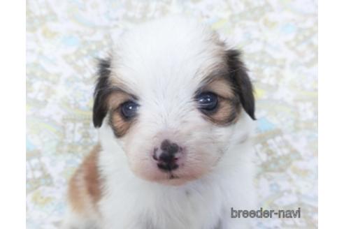 成約済の千葉県のパピヨン-155939の8枚目